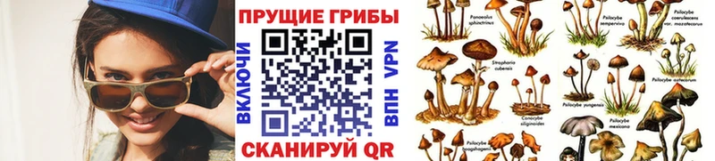 Купить  Бердск  Псилоцибиновые грибы Magic Shrooms 